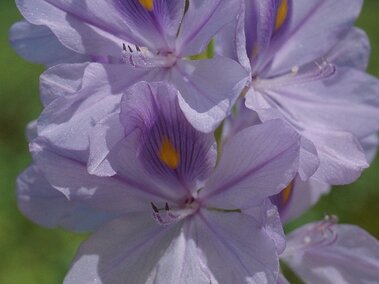 A closeup of water hyacinth flowers.