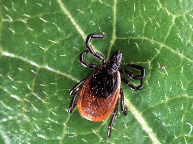 A black-legged tick with a reddish-brown body on a textured green leaf.