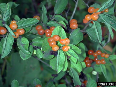 Orange berries clustered on green leafy branches.