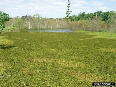 A large giant salvinia infestation on a waterbody in Mississippi