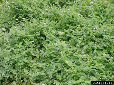 A crownvetch infestation