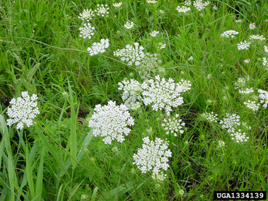Queen Anne's lace blooming amidst vibrant green grass.