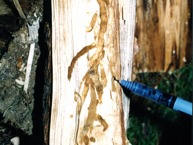 Wood with insect tunnels exposed, indicated by a blue pen, against a grass background.