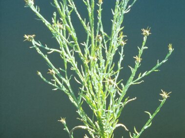 Flowering yellow starthistle. 