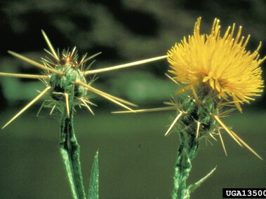 Yellow starthistle flower with sharp spines on a green stem.