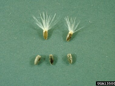 Five small seeds displayed on a green surface, two with white tufts and three without.