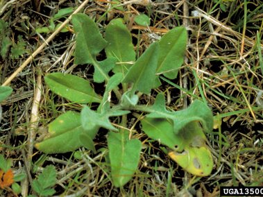 Yellow starthistle rosette growing on grassy soil.