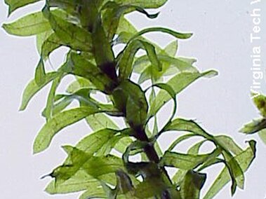 A closeup of a Brazilian waterweed plant