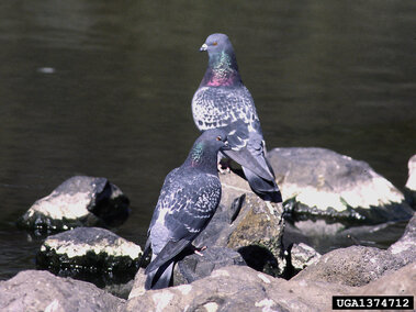 Two pigeons perched on rocks near a calm body of water.