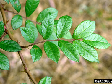 Green rose leaves with sharp thorns on a stem against a blurred brownish background.