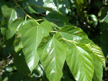 Shiny green white mulberry leaves on a branch in sunlight.