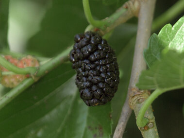 Ripe mulberry hanging from a branch surrounded by green leaves.