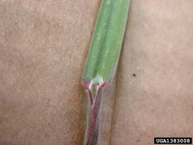 A closeup of the leaf collar and ligule on cheatgrass