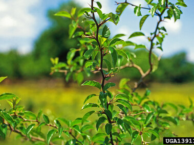 Green leafy branch in focus, blurred vibrant field and blue sky in the background.