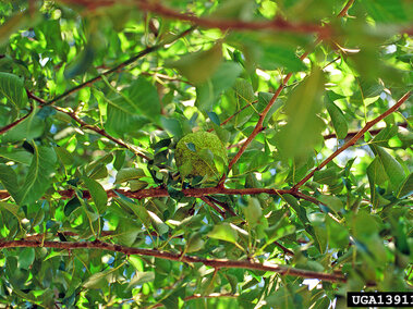 Green leaves and reddish branches with a single round fruit nestled among foliage.