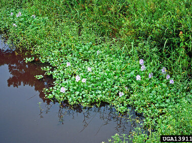 A waterbody infested with water hyacinth.