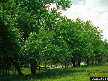 Osage orange trees in a grassy field under a partly cloudy sky.