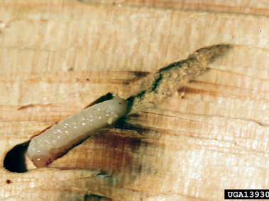 White sirex woodwasp larva burrowing inside a piece of wood.