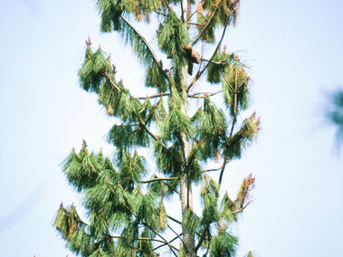 Tall pine tree with green needle-like leaves against a clear blue sky.