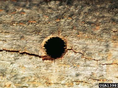 Round hole in textured wood surface, rough edges around the opening.