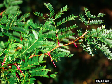 Leafy honey locust branch with red thorns against a blurred background.