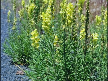 Yellow toadflax with tall green stems on a gravel-covered roadside.