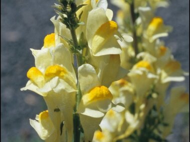 Flowering yellow toadflax on tall green stems outdoors.