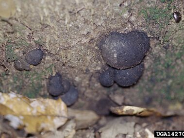 Dark fungal growths on a tree trunk surrounded by soil and scattered leaves.