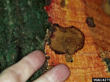 Brown fungal spot on orange wood bark, with fingers near the surface for scale.