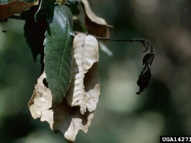 Wilted and dried leaves hanging from a branch with some green foliage in the background.