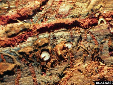 Larvae burrowing within the exposed bark of a tree, surrounded by reddish-brown debris.