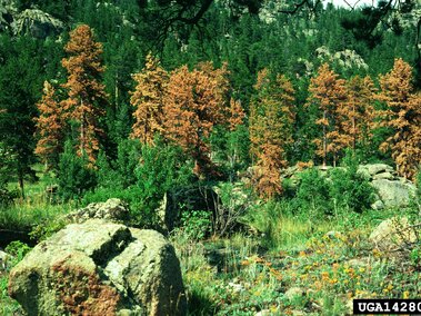 Forested landscape with green and orange trees, rocky ground, and distant hills.