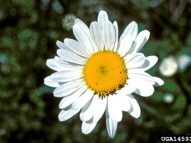 White daisy with yellow center, set against a blurred green background.