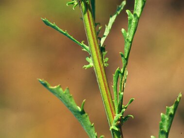 Green stem with jagged leaves against a blurred brown background.
