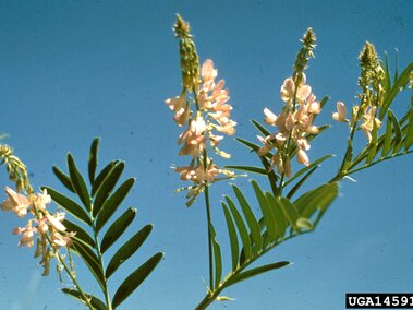 Flowering goatsrue against a clear blue sky.