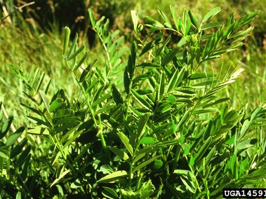 Goatsrue with long, narrow leaves in bright sunlight.
