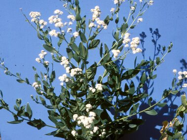 Perennial pepperweed with small white flowers against a solid blue background.