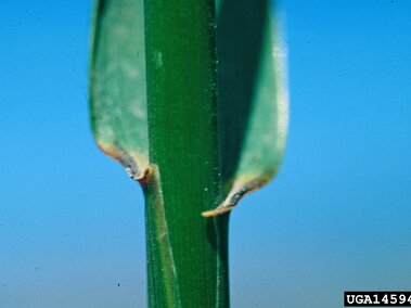 Close-up of a quackgrass stem with two curved leaves against a blue sky.