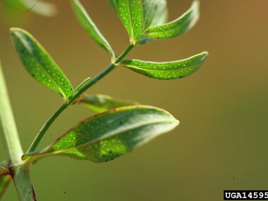 Green leaves with small white spots on a stem, set against a blurred brownish background.