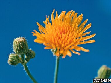 Bright yellow flowering perennial sowthistle with pointed petals, two green buds, against a clear blue sky.