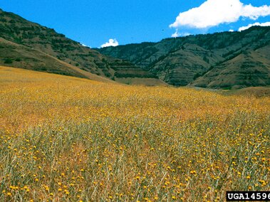 Field of yellow starthistle with mountains in the background under a blue sky with scattered clouds.