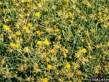 Yellow star-thistle plants with spiky stems and bright yellow flowers.
