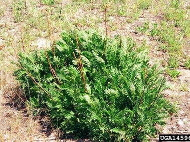 A cluster of common tansy foliage growing in a field