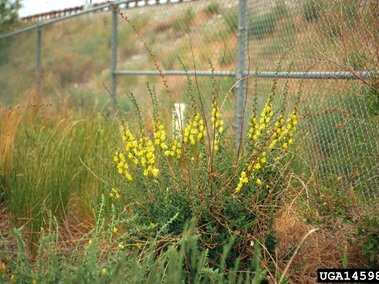 A closeup of a cluster of dalmatian toadflax plants