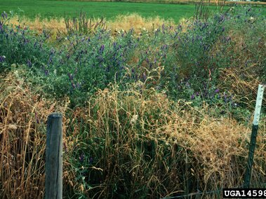 Hairy vetch growing among tall grass along a fence by a green field.