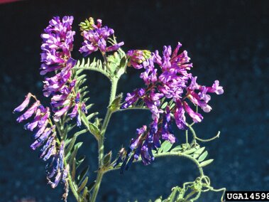 Purple flowers of hairy vetch with hairy leaves and stems against a dark background.