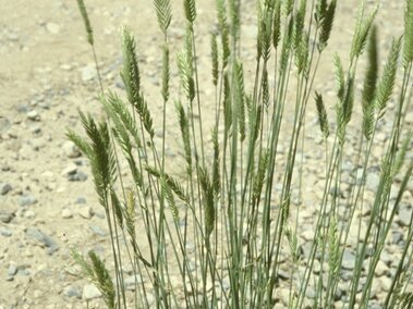 A cluster of crested wheatgrass growing on dry, rocky soil