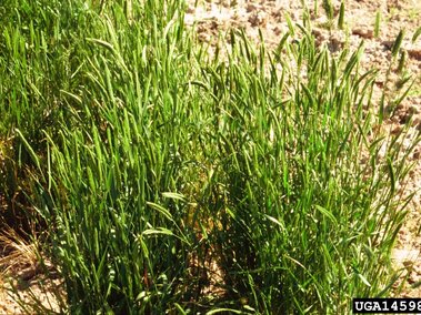 Several short clusters of crested wheatgrass in a dry, disturbed area