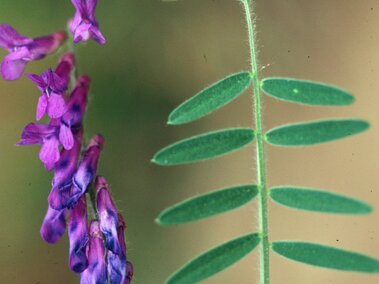 Purple flowers and green feathery leaves on a blurred background.