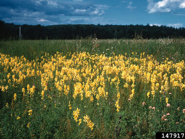 Field of yellow toadflax with scattered pink blooms under a partly cloudy blue sky.